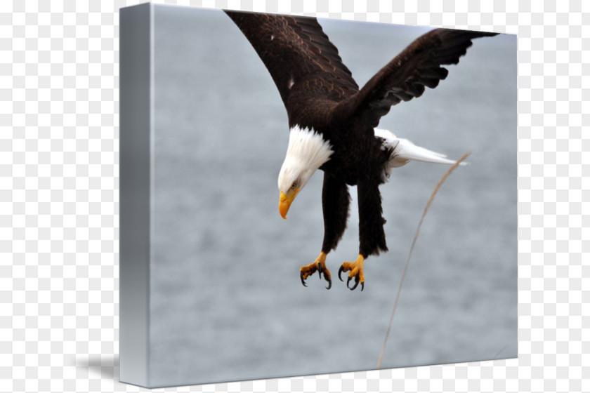 Eagle Bald Stock Photography Beak PNG