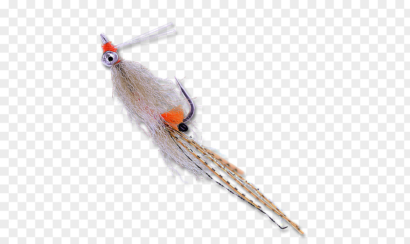 Mantis Shrimp Beak Feather PNG