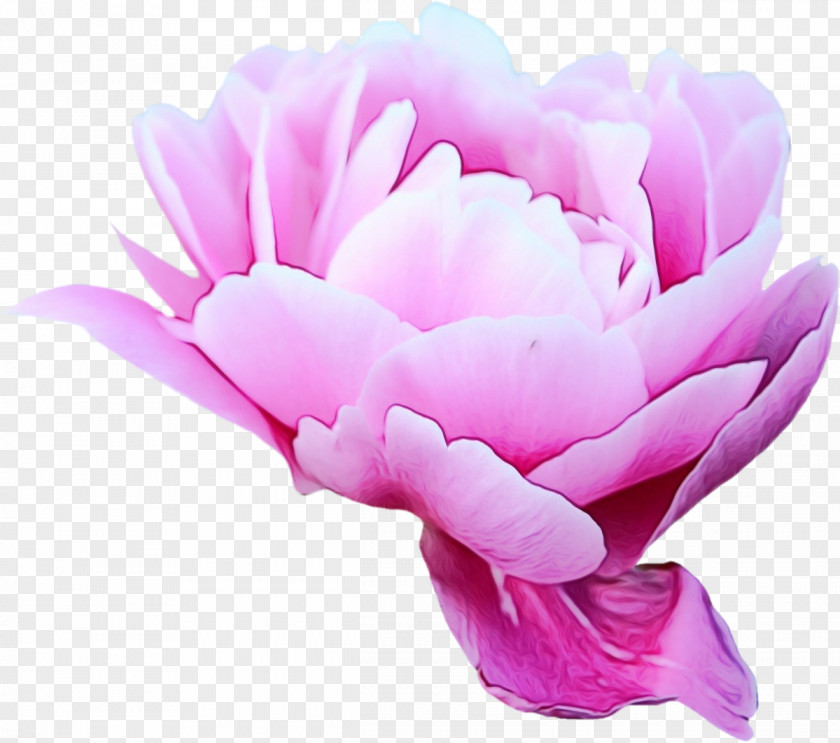 Pink Family Magenta Petal Flower Plant Flowering PNG