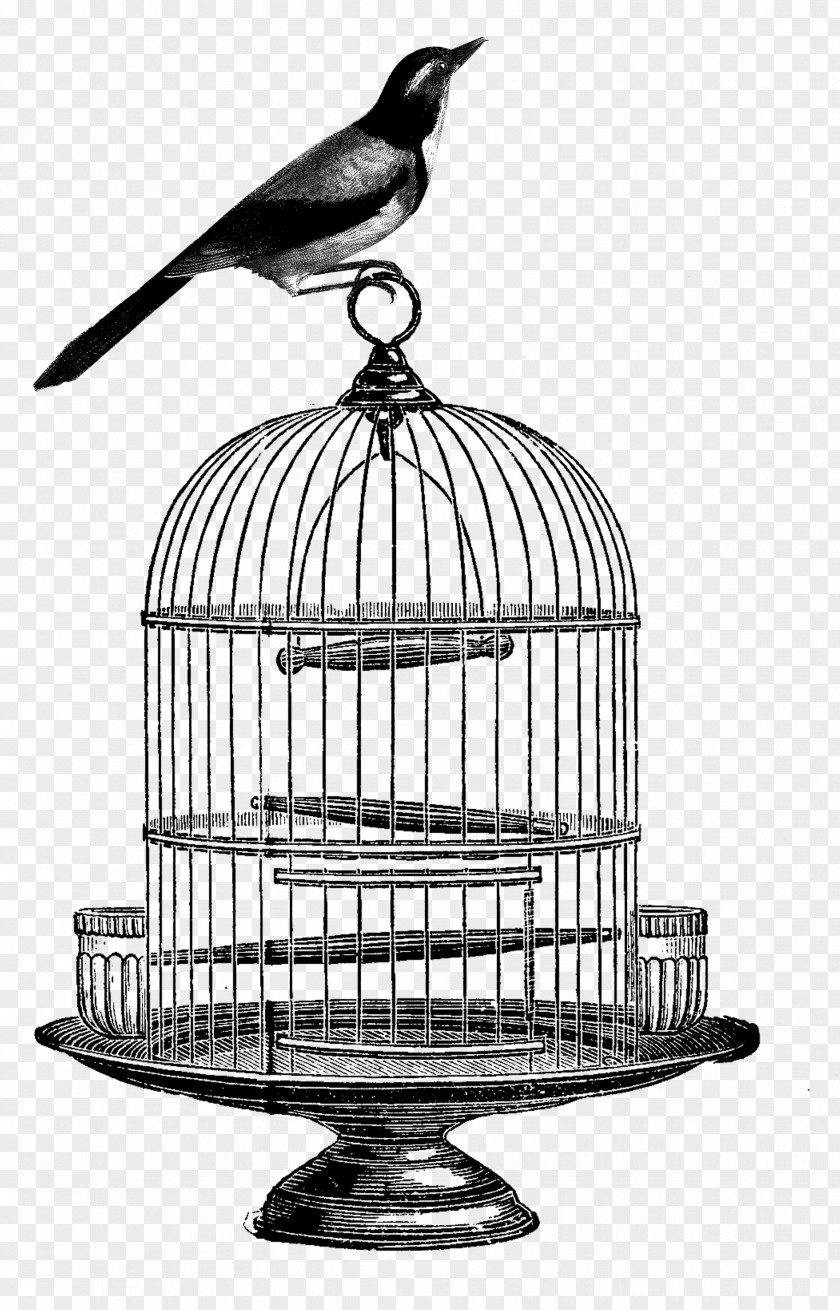 Bird Cage Birdcage Clip Art PNG