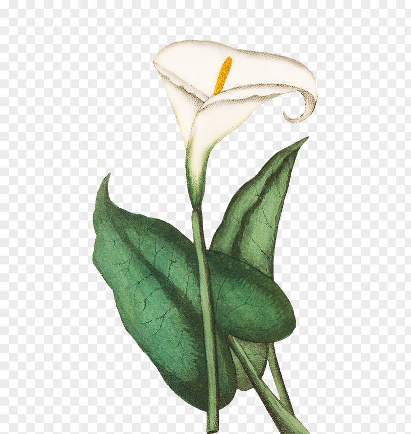 Callalily Greeting & Note Cards Drawing Flower Sketch PNG