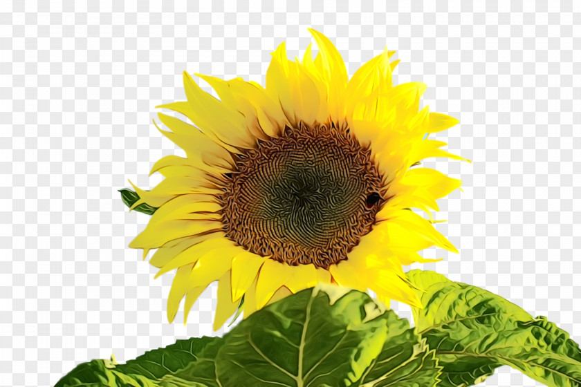 Common Sunflower Seed Annual Plant Plants Biology PNG