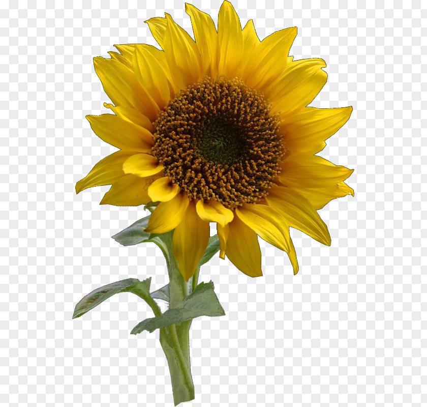 Flower Common Sunflower Drawing Daisy Family PNG