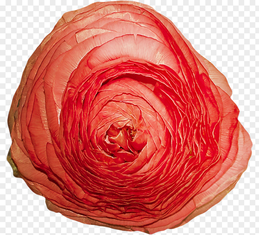 Flower Cut Flowers Garden Roses Petal PNG