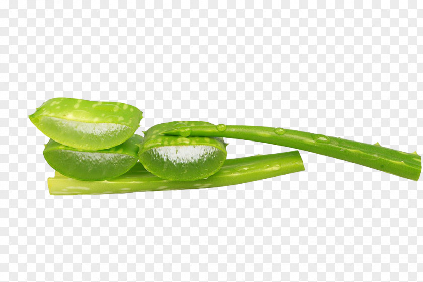 Green Aloe Euclidean Vector PNG