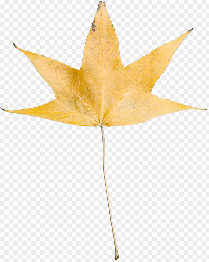 Leaf Maple / M Plant Science Biology PNG
