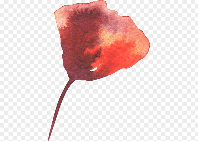 Leaf Petal PNG