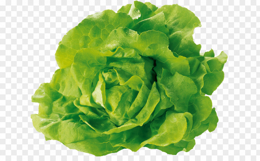 Vegetable Caesar Salad Lettuce Sandwich Romaine BLT PNG