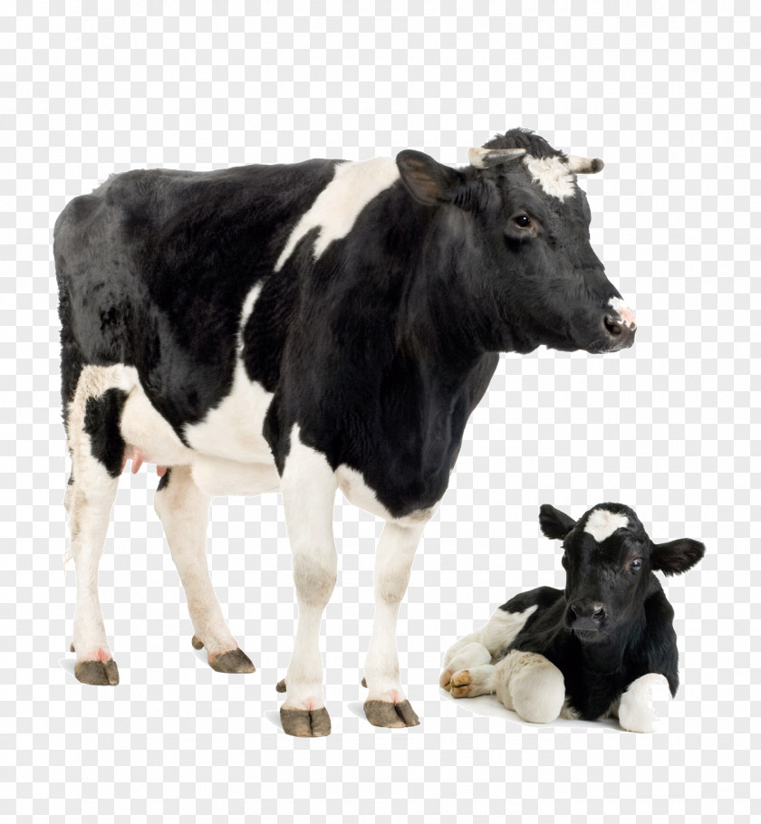 Cow Calf Image Holstein Friesian Cattle Jersey White Park Dairy PNG