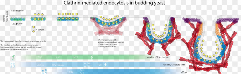 Endocytosis Actin Cell Membrane Clathrin PNG