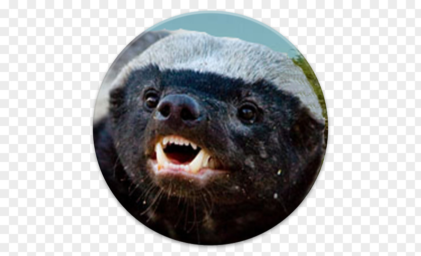 Honey Badger The Crazy Nastyass European Weasels PNG