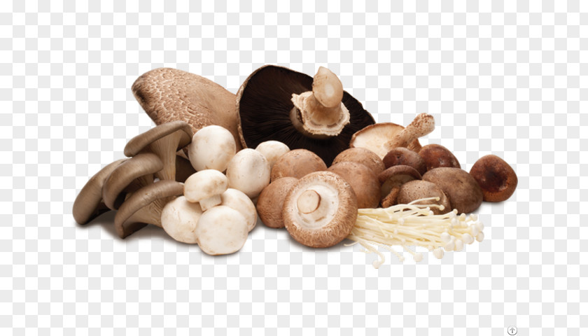 Mushroom Common Edible Hen-of-the-wood Shiitake PNG