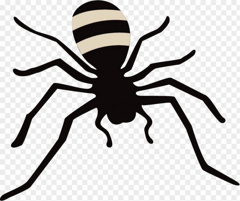 Orbweaver Spider Head Insect Black Line Arachnid PNG