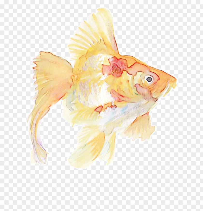 Tail Rayfinned Fish Watercolor Animal PNG