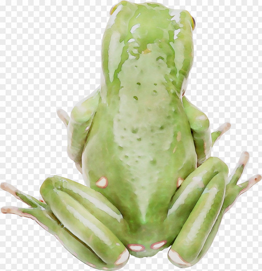 True Frog Tree Amphibians Toad PNG