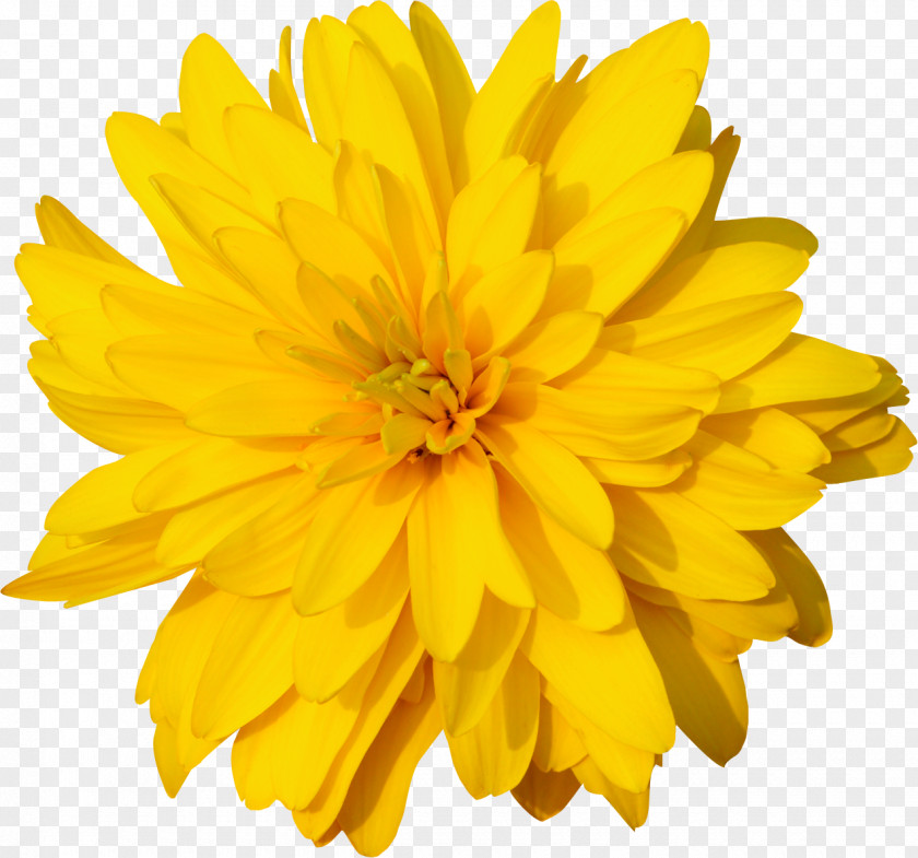 Yellow Flower Calendula Officinalis Dandelion Marigold Orange Clip Art PNG