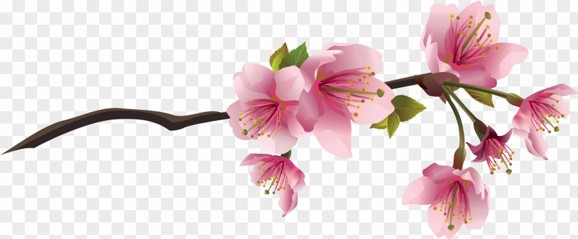 Cherry Blossom Drawing Clip Art PNG