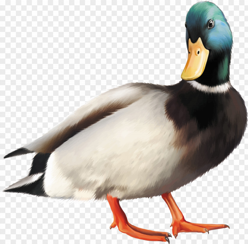 Duck Mallard Goose Bird PNG