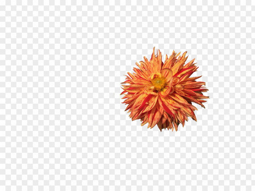 Orange Flower Dahlia PNG