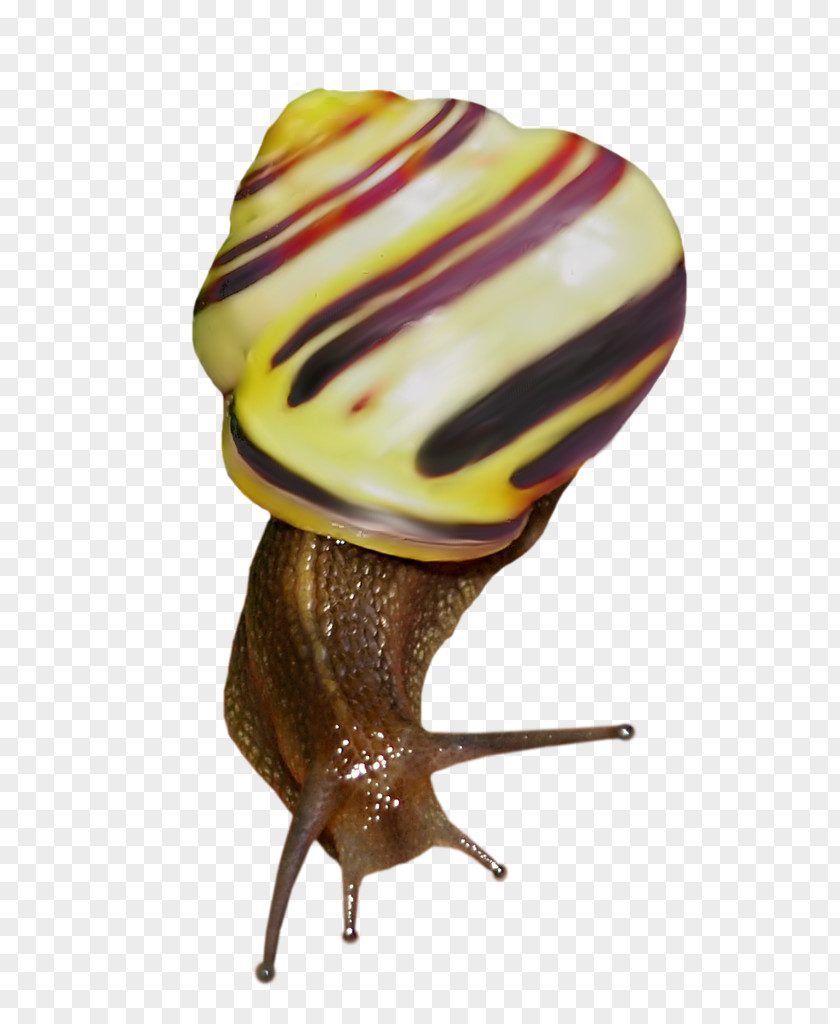 Snail Orthogastropoda Clip Art PNG