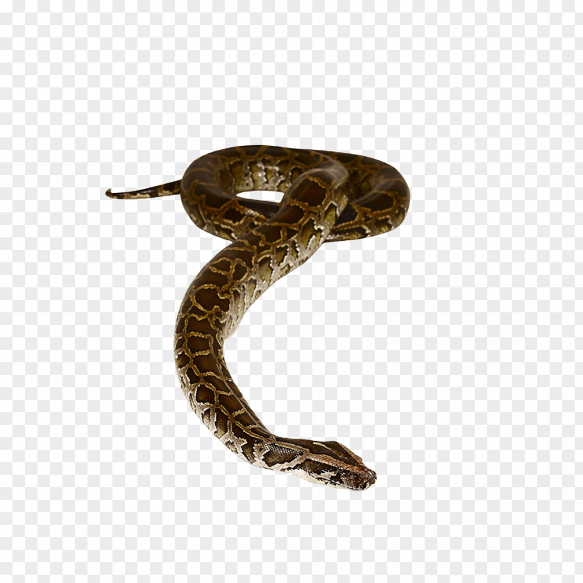 Snake All About Snakes Non-fiction Book PNG