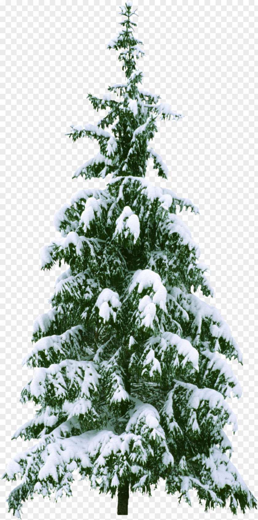 Winter Clip Art Christmas Tree Day Vector Graphics PNG