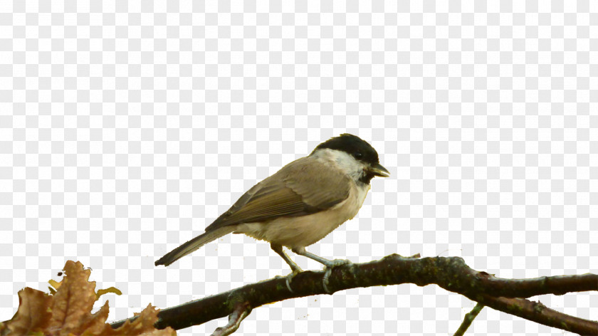 Bird House Sparrow Basabizitza Fauna Burgos PNG