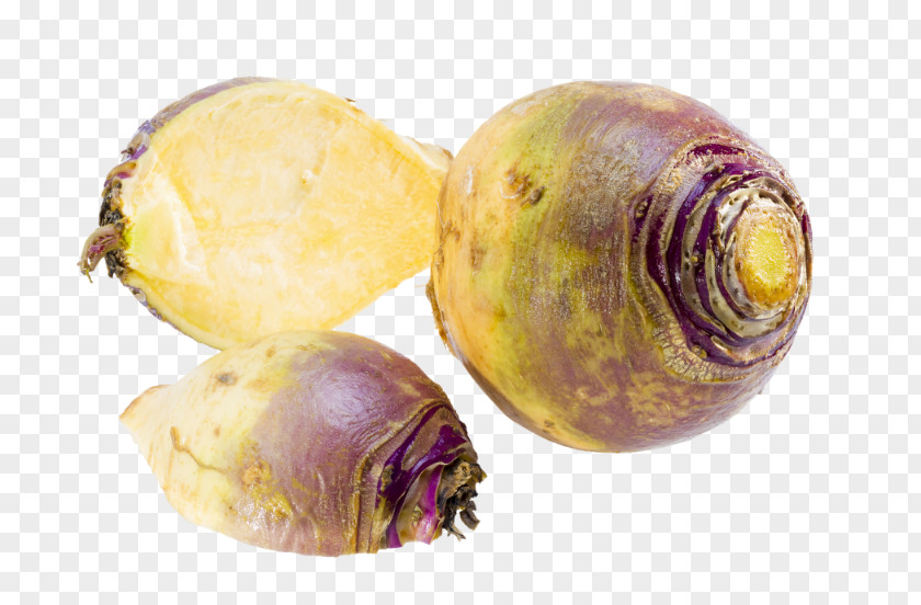 Cabbage Rutabaga Turnip Leaf Vegetable PNG