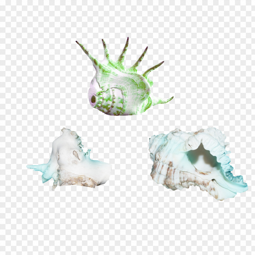 Conch Seashell Sea Snail PNG