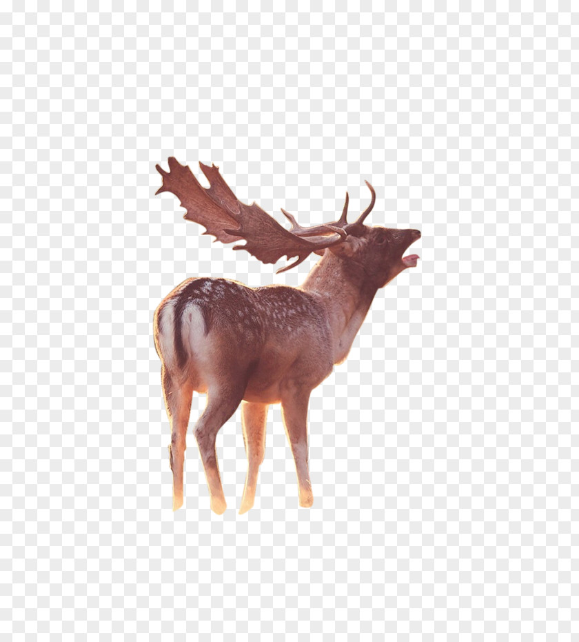 Deer Reindeer Elk PNG