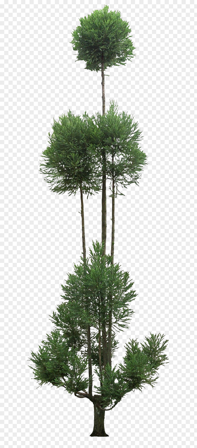 Houseplant Evergreen Family Tree Background PNG