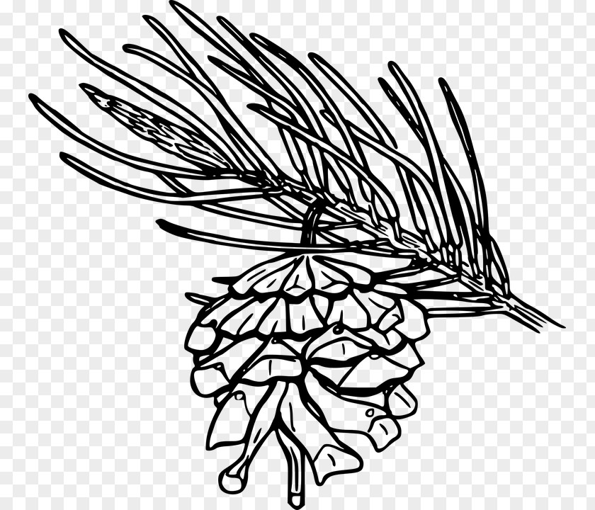 Leaf Single-leaf Pinyon Conifer Cone Flower Coulter Pine PNG