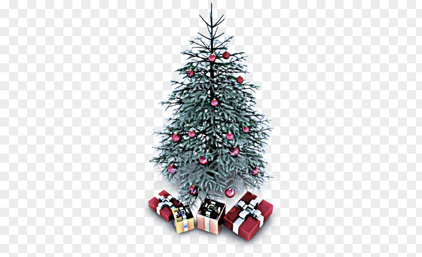 Pine Conifer Christmas Tree PNG