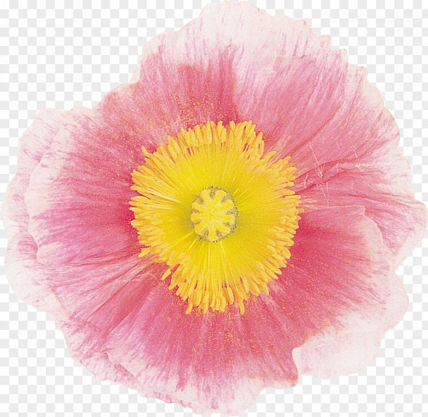 Pink Flower Mallows The Poppy Family Magenta PNG