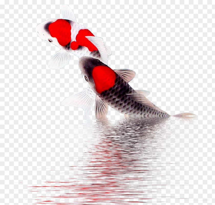 Water Fish Koi PNG