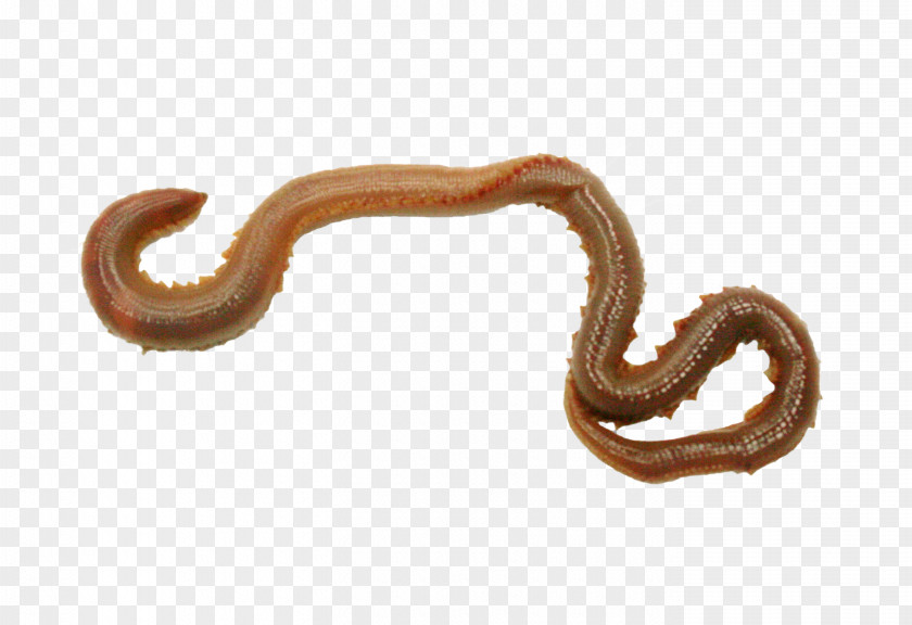 Worms Worm Annelid Body Jewellery PNG