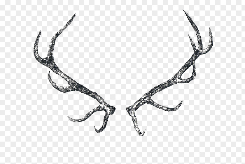 Antler Reindeer Elk Horn PNG