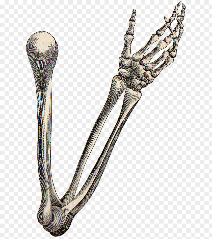 Arm Human Skeleton Bone Anatomy PNG