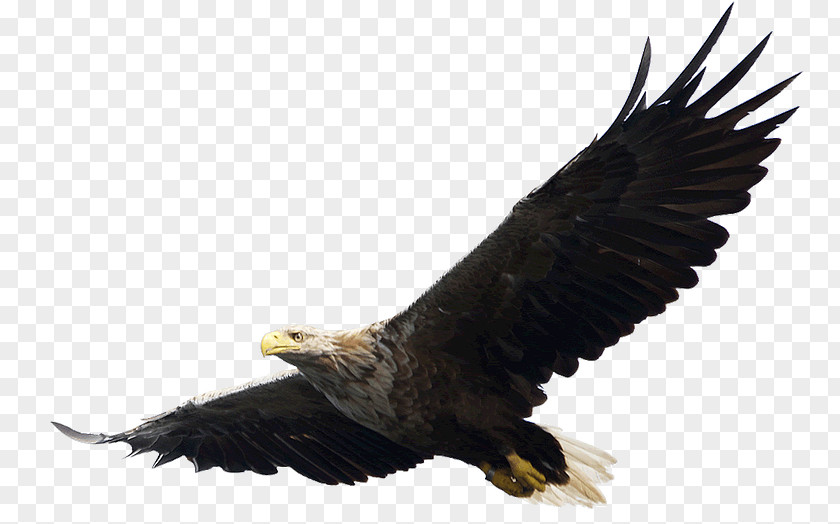 Eagle Flight Bald Clip Art PNG