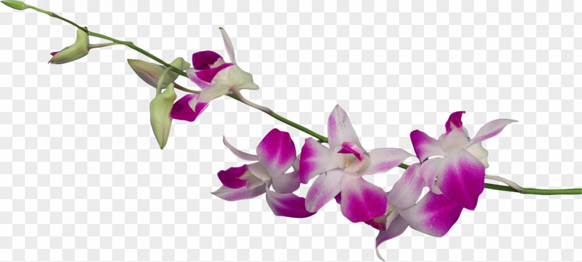 Euclidean Flower Dendrobium Orchids Clip Art PNG