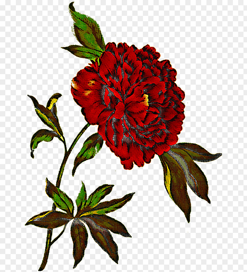 Flower Plant Tagetes Common Peony Carnation PNG