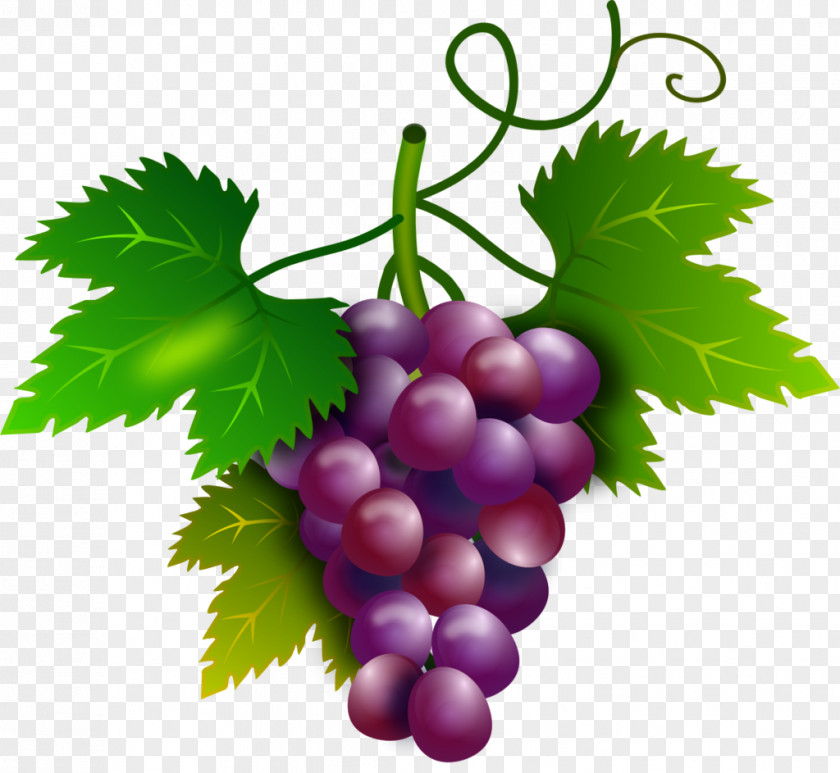 Grape Wine Common Vine Seed Extract PNG