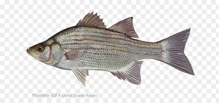 How To Join Bass Scales White Striped Largemouth Vertebrate PNG
