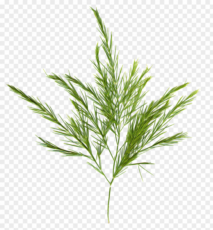 Rosemary PNG