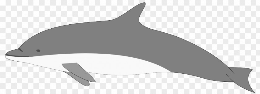 Blue Whale Harbour Porpoise Cartoon PNG