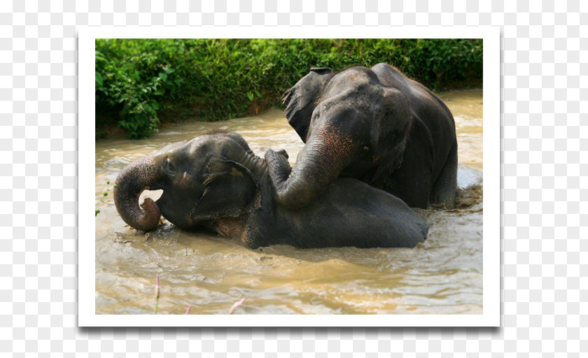 Elephant Ride Khao Sok National Park Nature Lak PNG