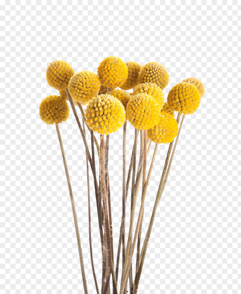 Fuji Mums Painted Craspedia Flower Bouquet Yellow Vase PNG