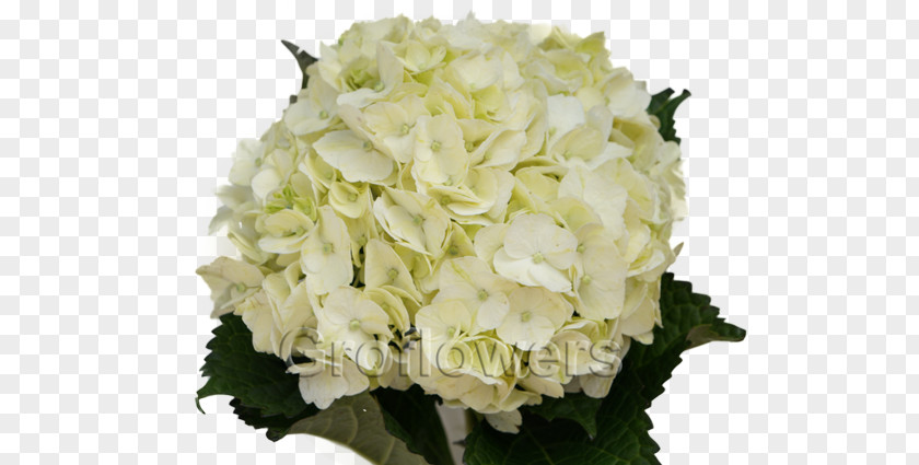 Hydrangea WHITE Cut Flowers White Green PNG