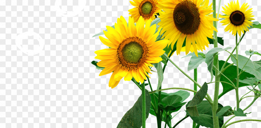 Sunflower Oil, Butter Common Icon PNG