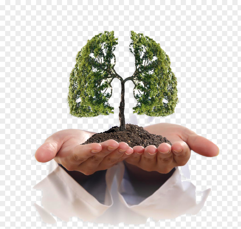 Creative Lungs Lung Cancer Smoking Symptom PNG